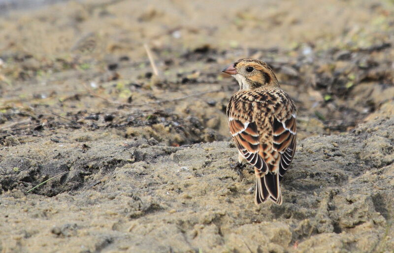 Lapland Longspur