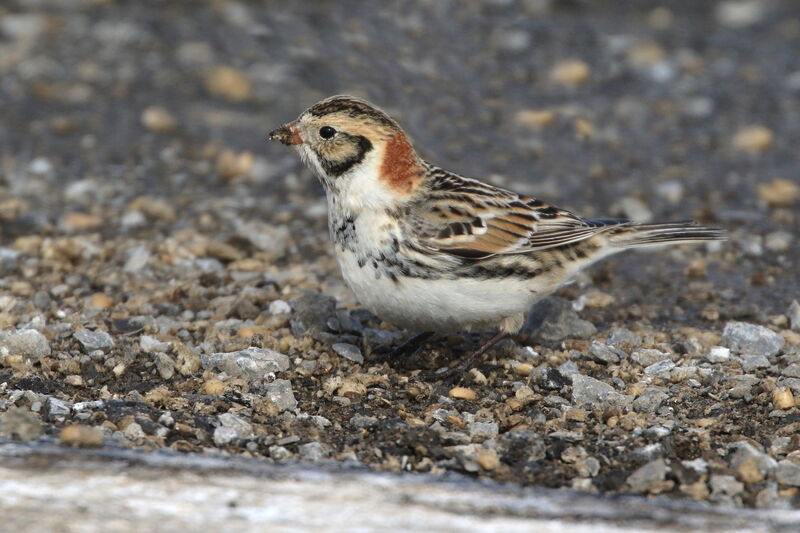 Lapland Longspur