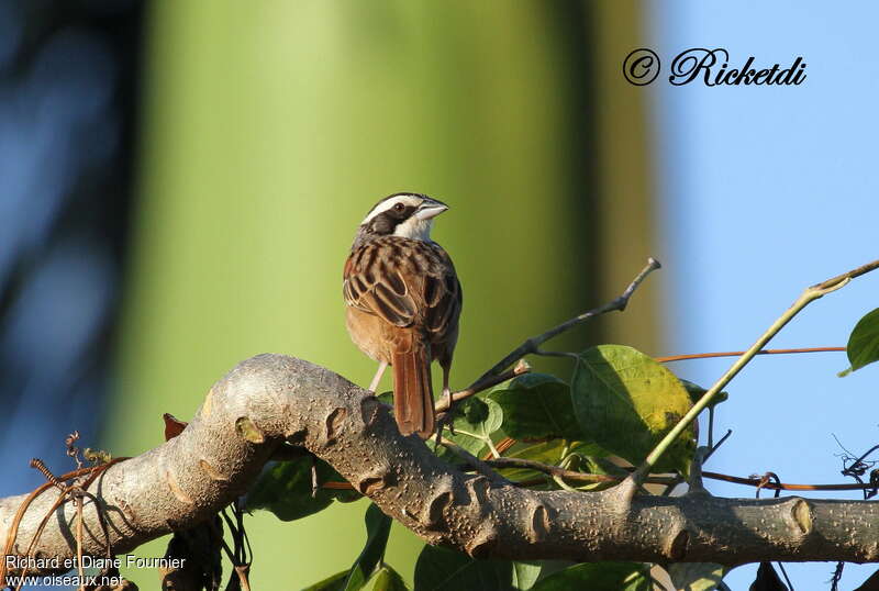 Stripe-headed Sparrowadult, habitat, pigmentation