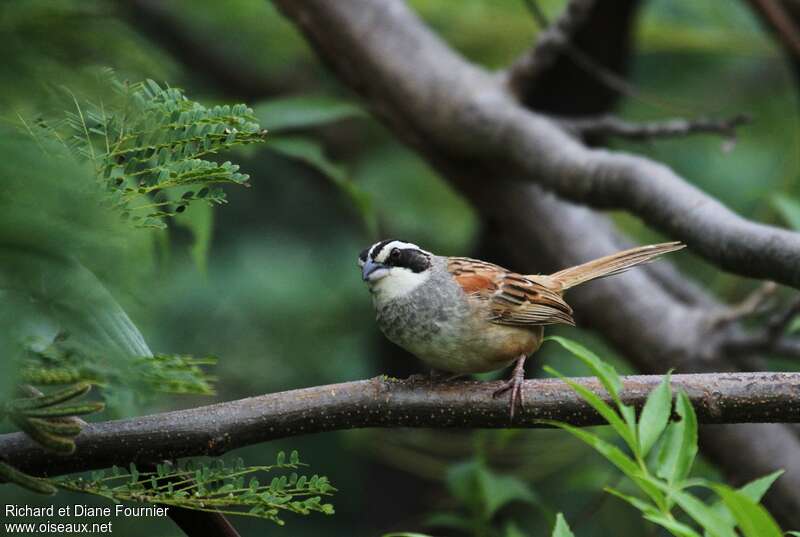 Stripe-headed Sparrowadult, habitat, pigmentation