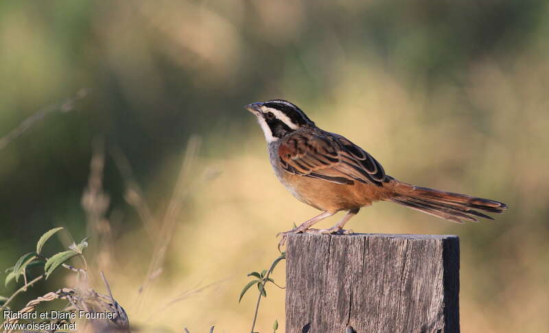 Stripe-headed Sparrowadult, identification