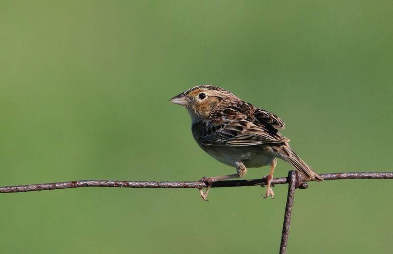 Grasshopper Sparrow