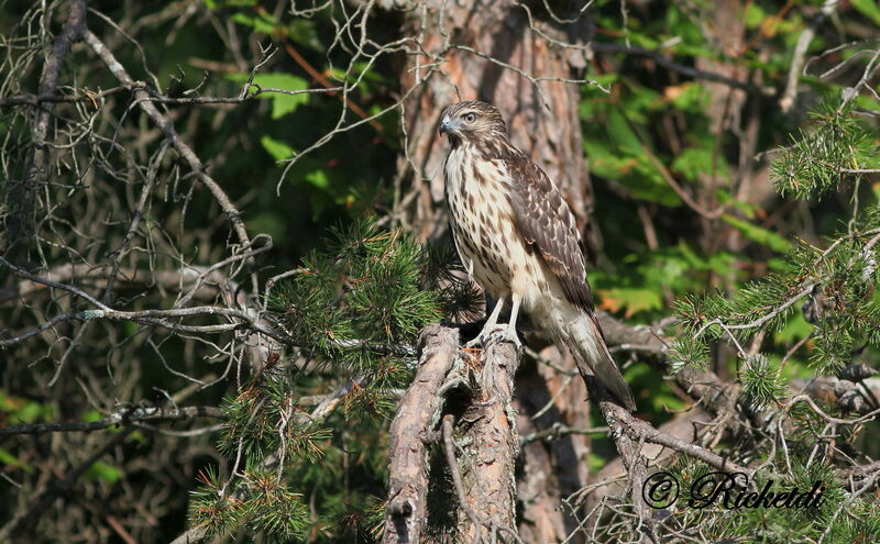 Red-shouldered Hawk