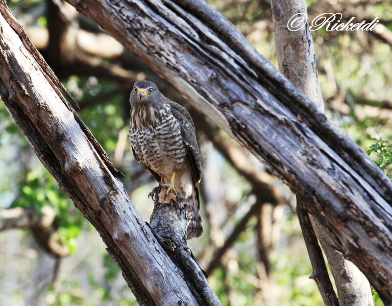 Roadside Hawk