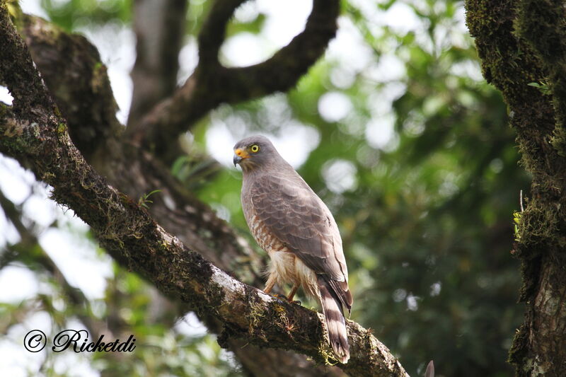 Roadside Hawk