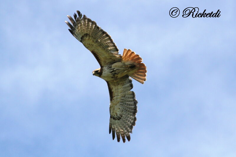 Red-tailed Hawk