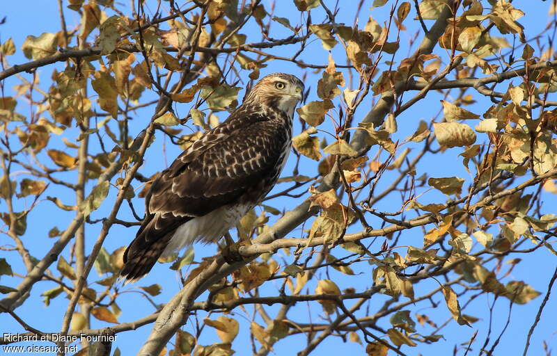 Red-tailed HawkFirst year, identification