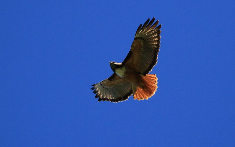 Red-tailed Hawk