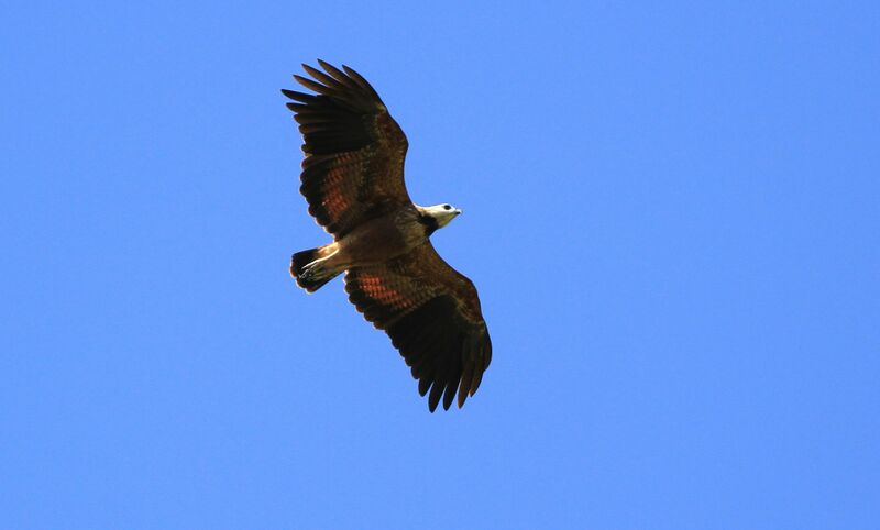 Black-collared Hawk