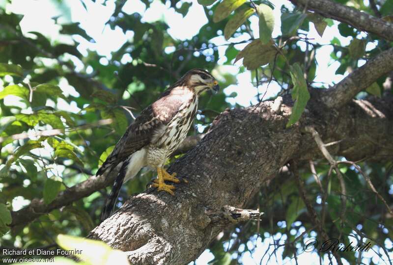 Grey Hawkjuvenile, identification