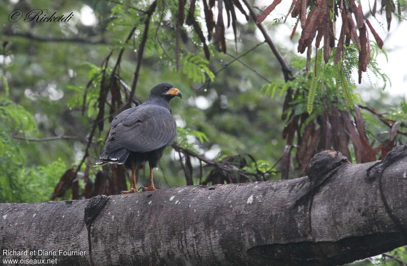 Common Black Hawkadult, habitat