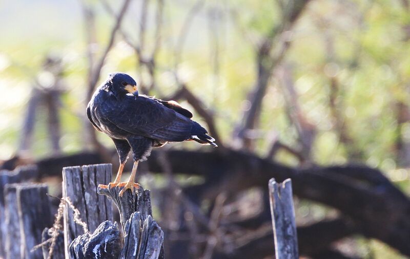 Common Black Hawk