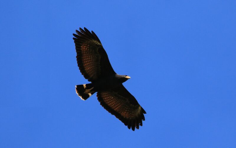 Common Black Hawk