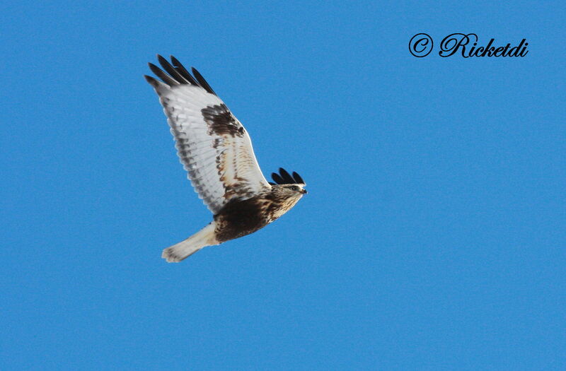 Rough-legged Buzzard