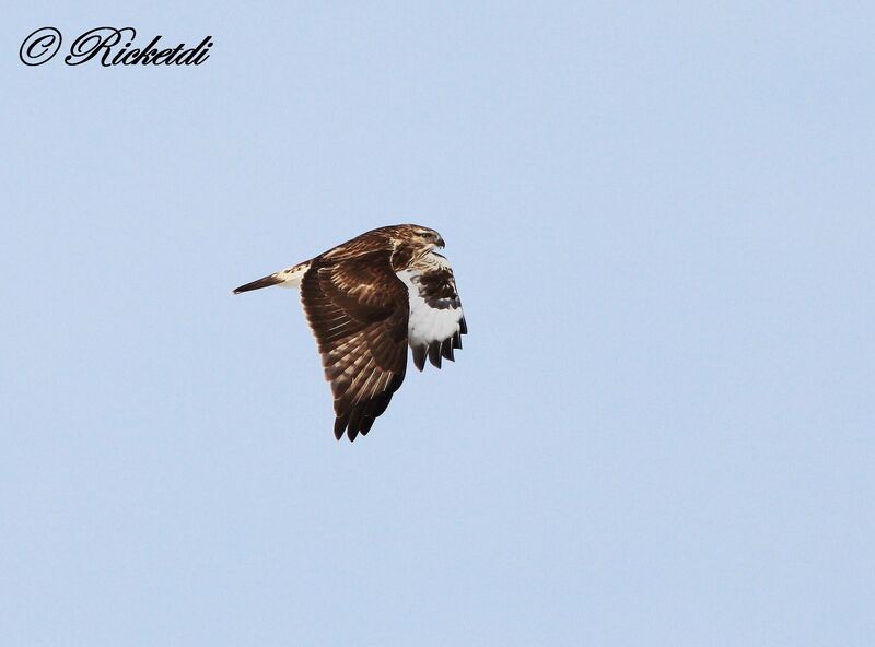 Rough-legged Buzzard