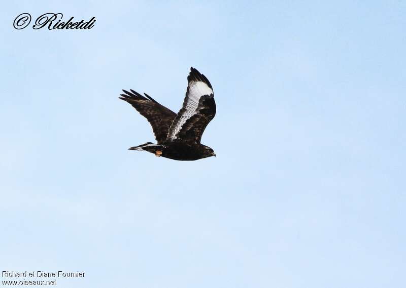 Rough-legged Buzzard, pigmentation