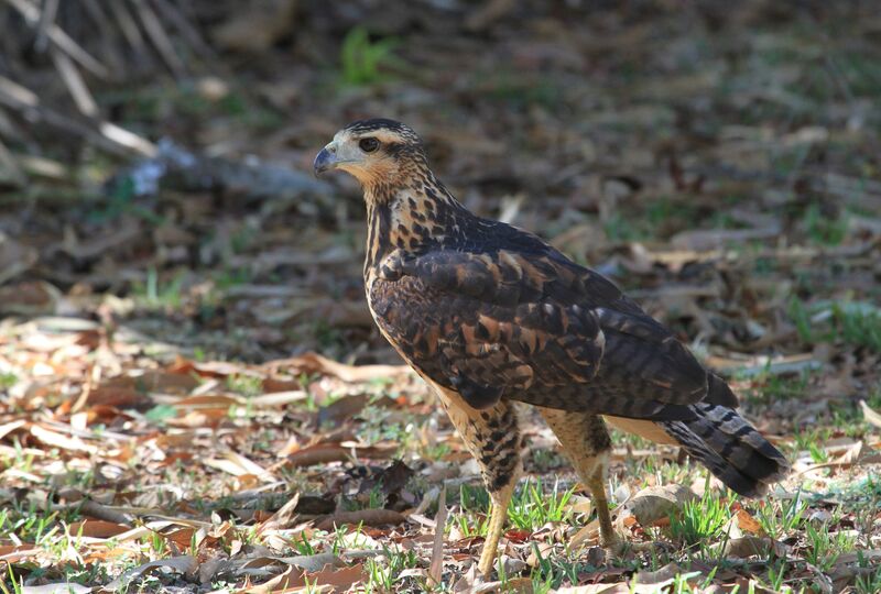 Savanna Hawk