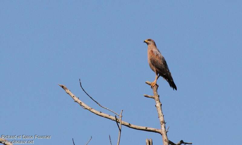 Savanna Hawkadult, fishing/hunting, Behaviour