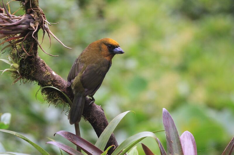 Prong-billed Barbet