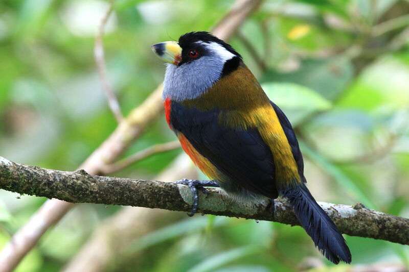 Toucan Barbet