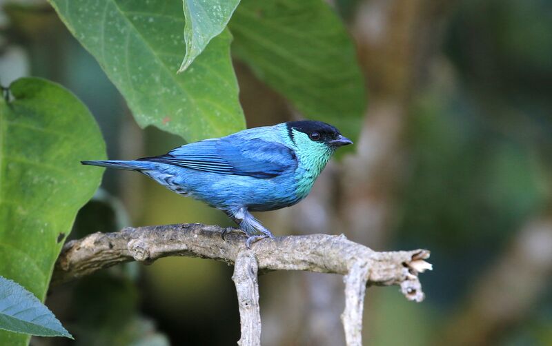 Black-capped Tanager