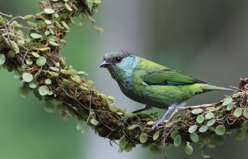 Black-capped Tanager female