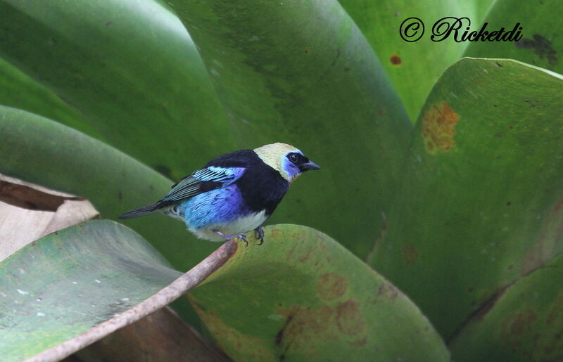 Golden-hooded Tanager