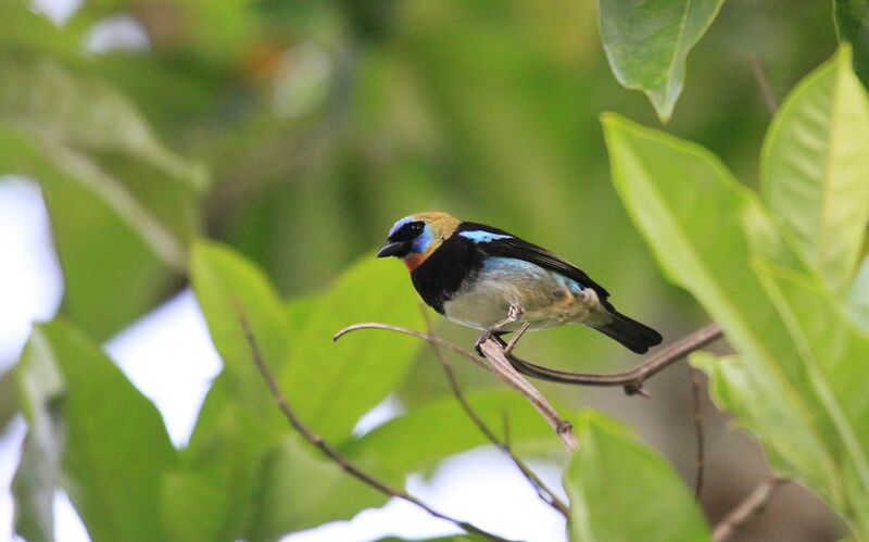 Golden-hooded Tanager