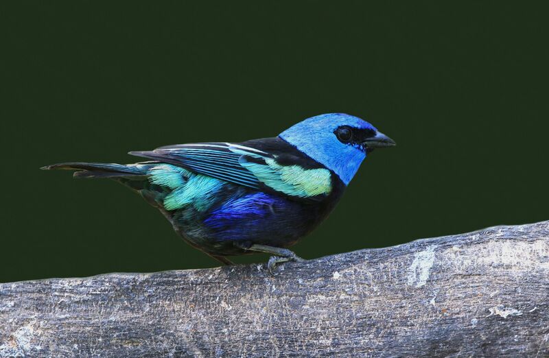 Blue-necked Tanager