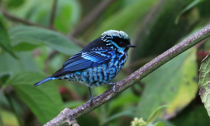 Beryl-spangled Tanager