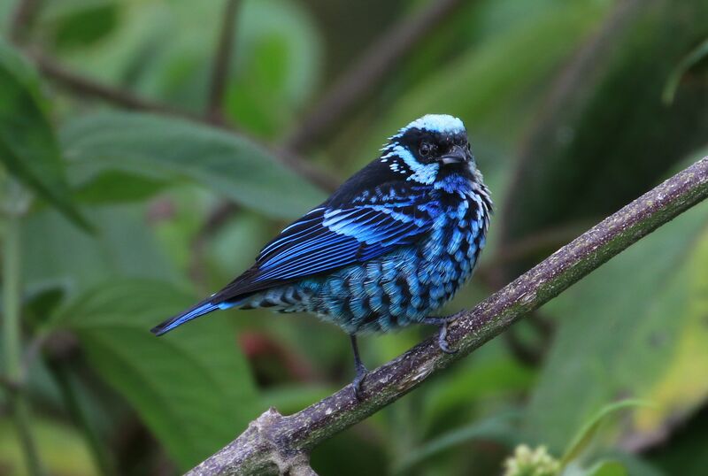 Beryl-spangled Tanager