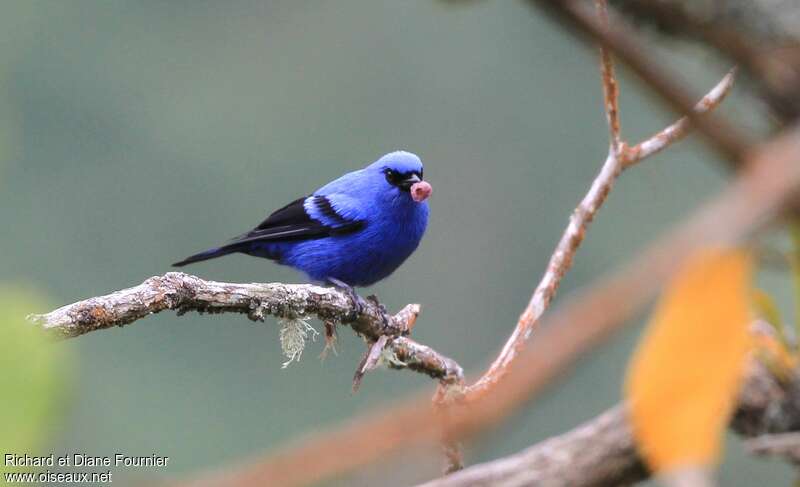 Calliste bleu et noiradulte, identification