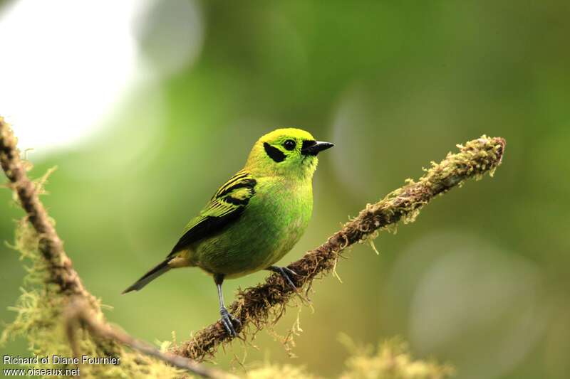 Emerald Tanager, identification