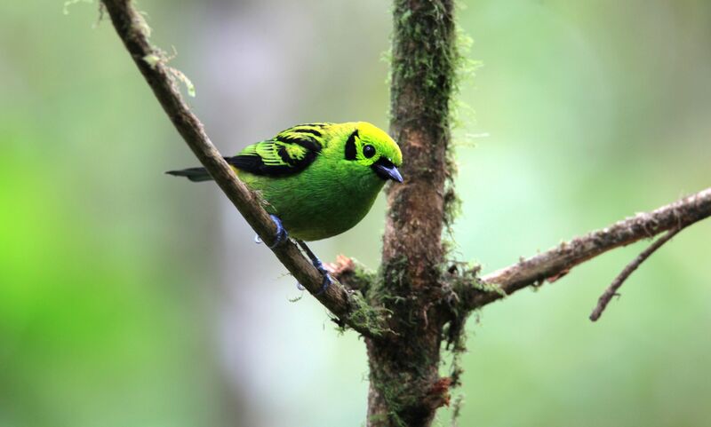 Emerald Tanager