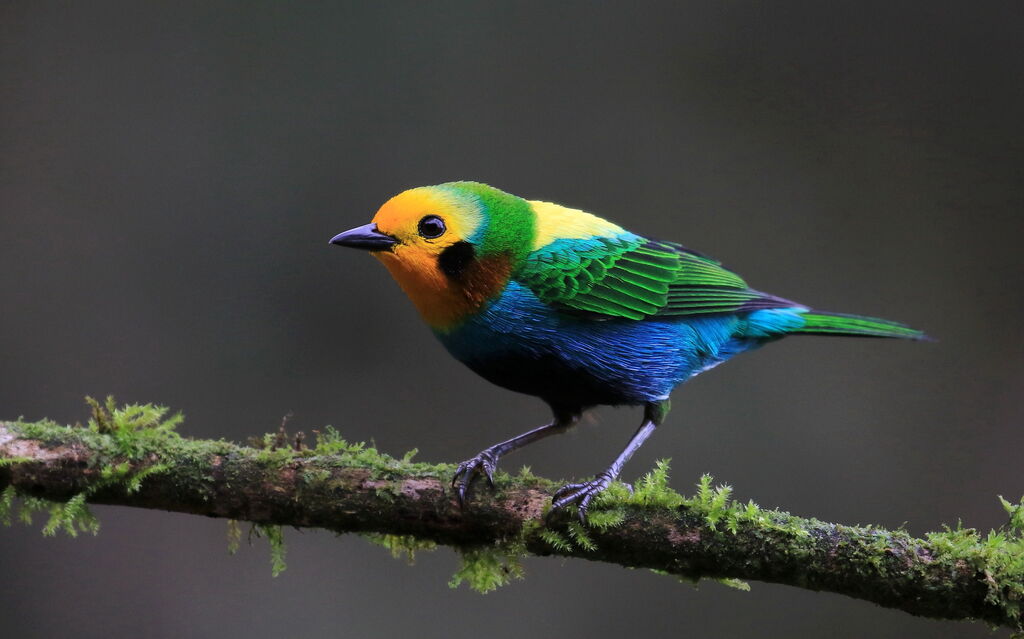 Calliste multicolore
