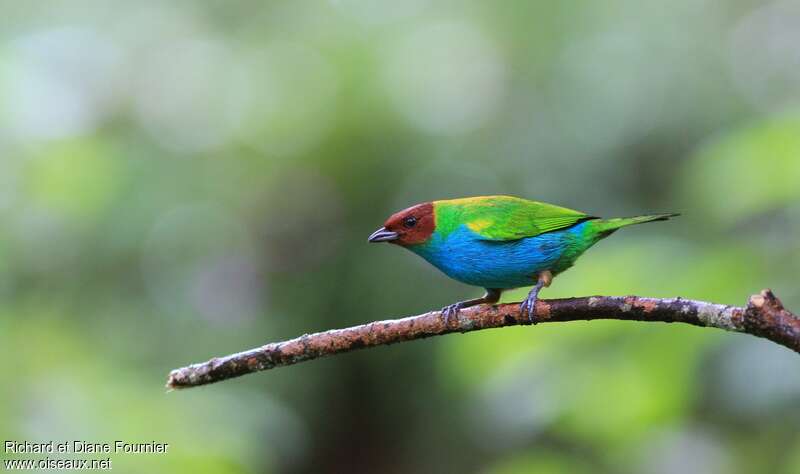 Bay-headed Tanageradult, identification