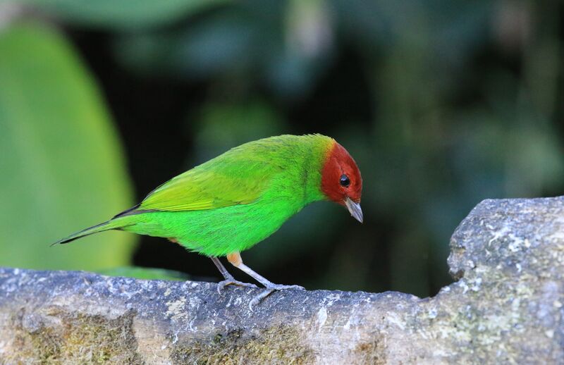 Bay-headed Tanager