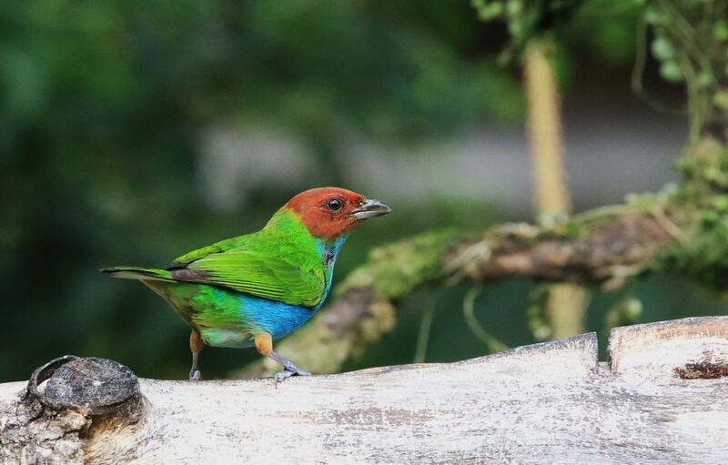 Bay-headed Tanager