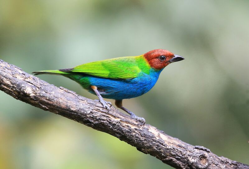 Bay-headed Tanager