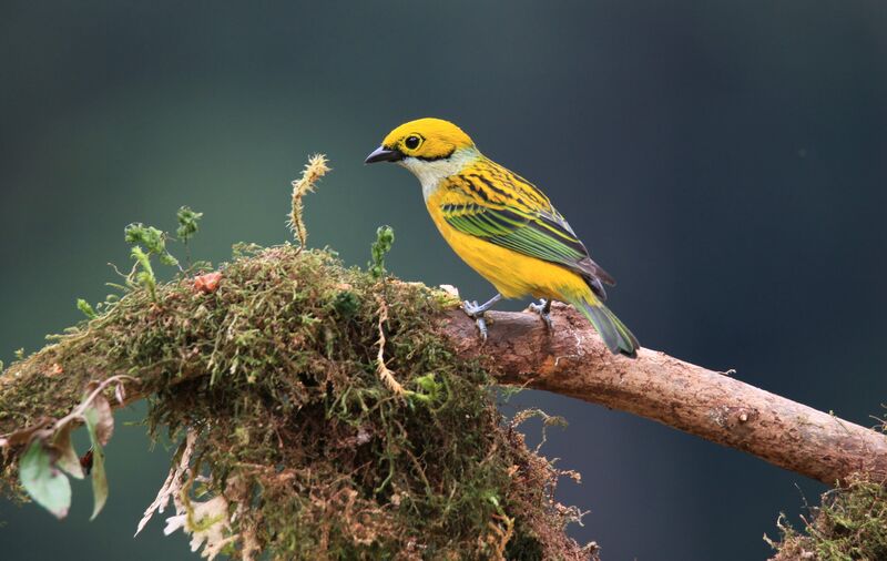 Silver-throated Tanager