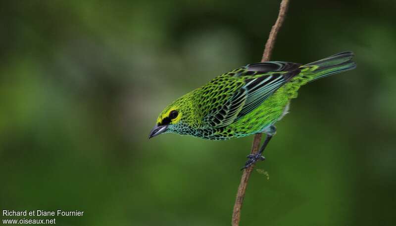 Calliste tiqueté, identification