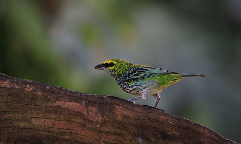 Speckled Tanager