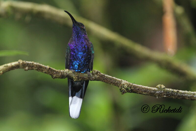 Violet Sabrewing