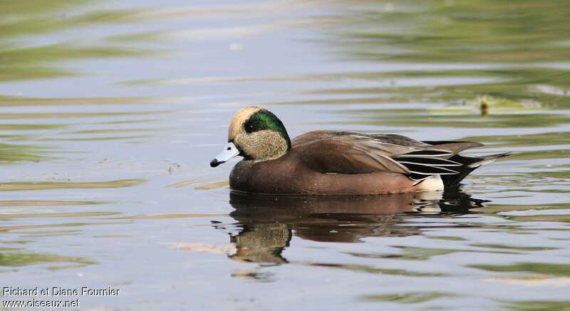 American Wigeon male adult breeding, identification