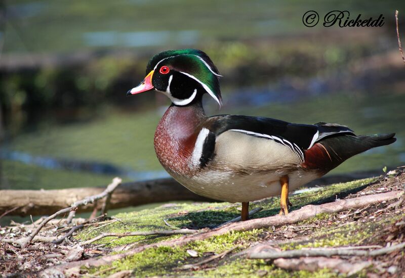 Wood Duck male