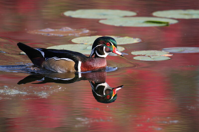 Wood Duck male