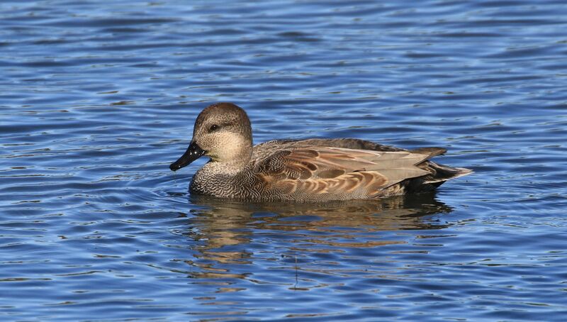 Canard chipeau mâle adulte nuptial