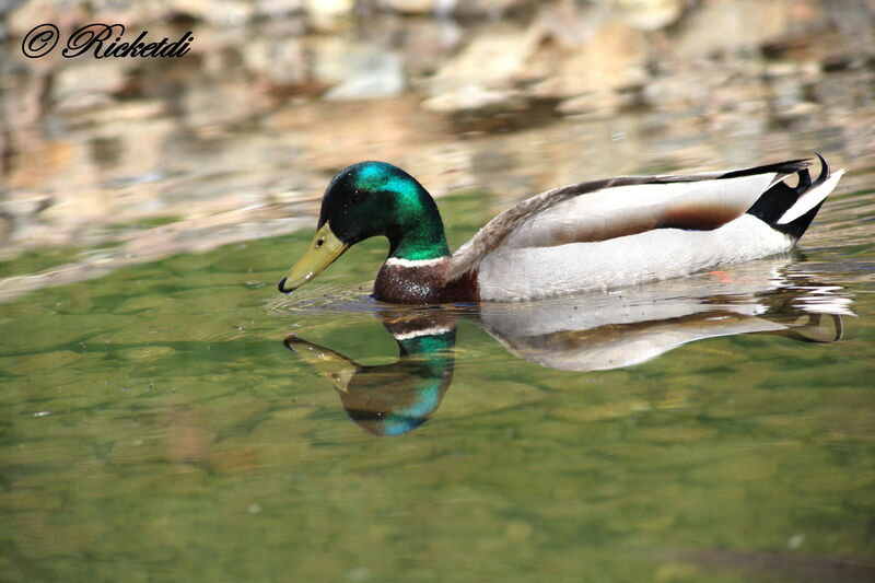 Canard colvert mâle