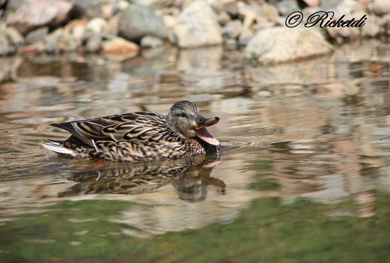 Mallard female