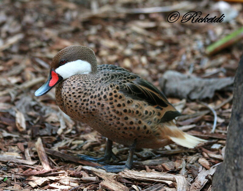 White-cheeked Pintail